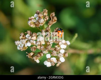 Ein schwarzer und roter Marienkäfer mit 7 Flecken (Coccinella septempunctata), der auf herbstlichen Schafgarben (Achillea millefolium) Wiltshire UK ernährt Stockfoto