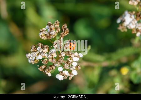 Ein schwarzer und roter Marienkäfer mit 7 Flecken (Coccinella septempunctata), der auf herbstlichen Schafgarben (Achillea millefolium) Wiltshire UK ernährt Stockfoto