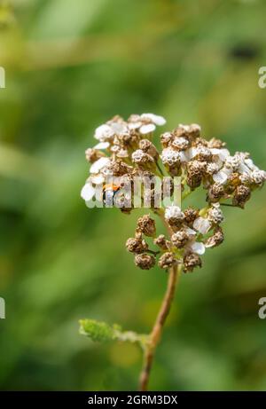 Ein schwarzer und roter Marienkäfer mit 7 Flecken (Coccinella septempunctata), der auf herbstlichen Schafgarben (Achillea millefolium) Wiltshire UK ernährt Stockfoto