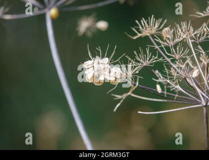 Die Herbstreste der Wildkuhsilie (Anthriscus sylvestris) wachsen auf den Kreidewiesen der Salisbury Plain Wiltshire UK Stockfoto