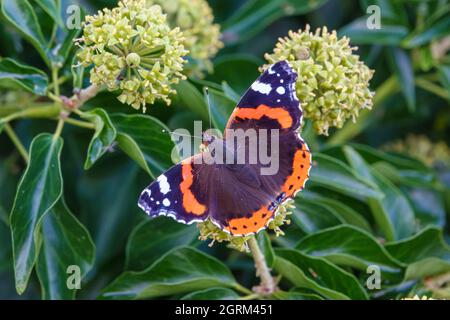 Nahaufnahme eines Rotadmiral-Schmetterlings (Vanessa atalanta), der sich an einem englischen Efeu-Blütenkopf (Hedera Helix) Wiltshire UK ernährt Stockfoto