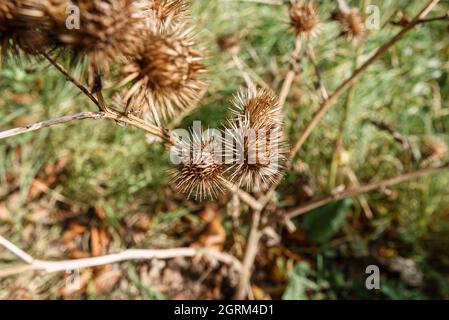 Herbstliche braune Stachelblumenköpfe von Großburdock (Arctium lappa) Wiltshire UK Stockfoto