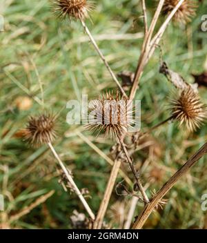 Herbstliche braune Stachelblumenköpfe von Großburdock (Arctium lappa) Wiltshire UK Stockfoto