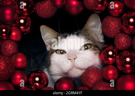 Niedliche tabby Katze guckt neugierig durch einen roten Weihnachtskranz. Horizontales Bild mit selektivem Fokus. Stockfoto