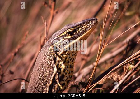 Ein großer Gould's Monitor oder Sand Goanna, Varanus gouldii. Fogg Dam Conservation Reserve, Northern Territory, Australien. Stockfoto