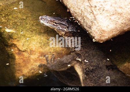 Der Asian Water Monitor, Varanus Salvator, ist eine große Warane, die in Süd- und Südostasien gefunden wird. Stockfoto