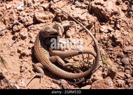 Zwei westliche Peitschenschwanzeidechsen, Aspidoscelis tigris, in einer territorialen Schlacht in der Wüste im Südosten Utahs. Stockfoto