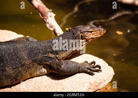 Der Asian Water Monitor, Varanus Salvator, ist eine große Warane, die in Süd- und Südostasien gefunden wird. Stockfoto