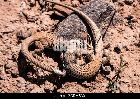 Zwei westliche Peitschenschwanzeidechsen, Aspidoscelis tigris, in einer territorialen Schlacht in der Wüste im Südosten Utahs. Stockfoto