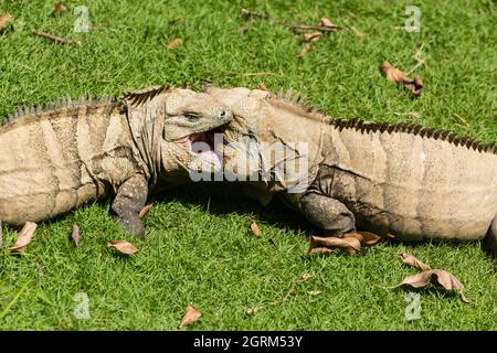 Zwei große Erwachsene männliche Ricord's Rock Iguanas zeigen aggressives territoriales Verhalten im National Zoo der Dominikanischen Republik. Ein kritischer Endang Stockfoto