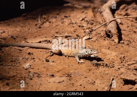 Eine westliche Whiptail-Echse, Aspidoscelis tigris, in der Wüste im Süden von Utah. Stockfoto