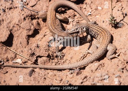 Zwei westliche Peitschenschwanzeidechsen, Aspidoscelis tigris, in einer territorialen Schlacht in der Wüste im Südosten Utahs. Stockfoto