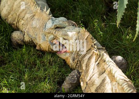 Zwei große Erwachsene männliche Ricord's Rock Iguanas zeigen aggressives territoriales Verhalten im National Zoo der Dominikanischen Republik. Ein kritischer Endang Stockfoto