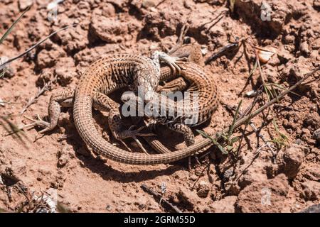 Zwei westliche Peitschenschwanzeidechsen, Aspidoscelis tigris, in einer territorialen Schlacht in der Wüste im Südosten Utahs. Stockfoto