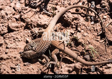 Zwei westliche Peitschenschwanzeidechsen, Aspidoscelis tigris, in einer territorialen Schlacht in der Wüste im Südosten Utahs. Stockfoto