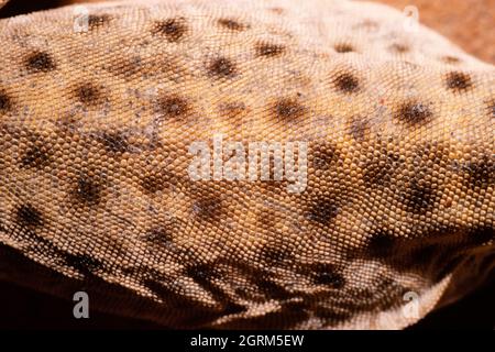 Detail der Schuppen und des Farbmusters auf dem Dorsum einer langnasigen Leoparden-Echse, Gambelia wislizenii. Utah, USA. Stockfoto