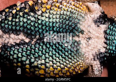 Die farbenprächtigen ventralen Schuppen einer männlichen Desert Spiny Lizard, Sceloporus magister, die im Südwesten der USA und Mexiko beheimatet ist. Stockfoto