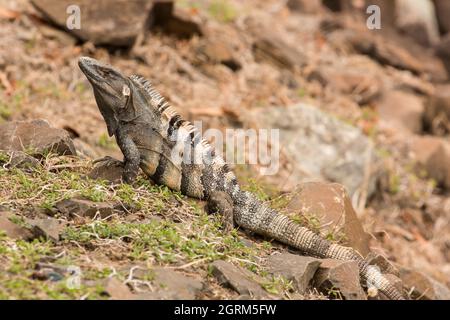 Dieser große männliche Stachelschwanzleguan oder Black Iguana, Ctenosaura similis, sitzt in den Felsen am Ufer des Panamakanals. Es ist das schnellste Runnin Stockfoto