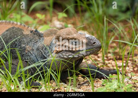 Der Rhinoceros Iguana, Cyclura cornuta, ist eine große, bodenbewohnende Eidechse, die auf der Insel Hispaniola in der Karibik gefunden wurde. Sie gehören zu den ge Stockfoto