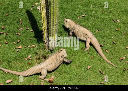 Zwei große Erwachsene männliche Ricord's Rock Iguanas zeigen aggressives territoriales Verhalten im National Zoo der Dominikanischen Republik. Ein kritischer Endang Stockfoto