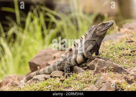 Dieser große männliche Stachelschwanzleguan oder Black Iguana, Ctenosaura similis, sitzt in den Felsen am Ufer des Panamakanals. Es ist das schnellste Runnin Stockfoto