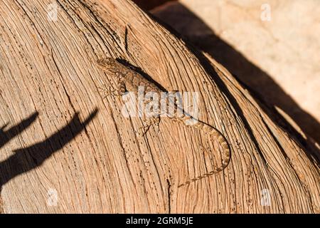 Eine verzierte Baumechse, Urosaurus ornatus, die sich auf dem Stamm eines toten Wacholderbaums in Utah sonnt. Stockfoto