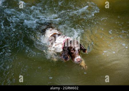 Springer Spaniel genießt das Wasser Stockfoto