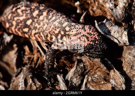 Das Gila-Monster, Heloderma suspectum, eine Art giftiger Eidechse, die im Südwesten der Vereinigten Staaten und im Nordwesten Mexikos beheimatet ist. Stockfoto