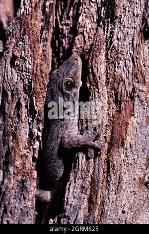 Der verstümmlende Gecko, Gehyra mutilata, ist ein kleiner Gecko, der normalerweise in Wäldern Südostasiens und der Pazifikinseln vorkommt. Stockfoto