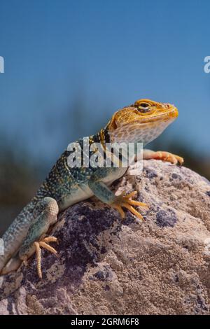 Ein Nahaufnahme-Porträt einer männlichen Gelbkopfechse, Crotaphytus collaris auriceps, im Südosten von Utah. Stockfoto