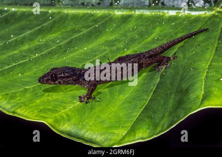 Ein ozeanischer Gecko, Gehyra oceanica, auf der Insel Cocos, Guam. Stockfoto