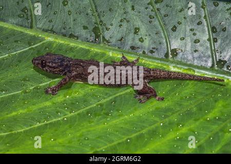 Ein ozeanischer Gecko, Gehyra oceanica, auf der Insel Cocos, Guam. Stockfoto