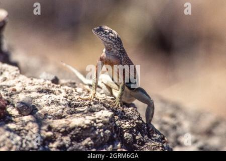 Ein männlicher Großohrkardist, Cophosaurus texanus, thront auf einem Felsen im Big Bend National Park in West Texas. Stockfoto