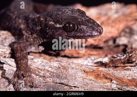 Ein ozeanischer Gecko, Gehyra oceanica, auf der Insel Cocos, Guam. Stockfoto