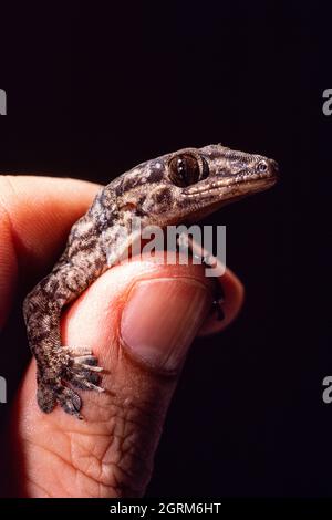 Ein ozeanischer Gecko, Gehyra oceanica, auf der Insel Cocos, Guam. Stockfoto