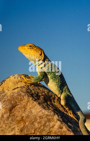 Ein Nahaufnahme-Porträt einer männlichen Gelbkopfechse, Crotaphytus collaris auriceps, bei Sonnenuntergang im Südosten Utahs. Stockfoto