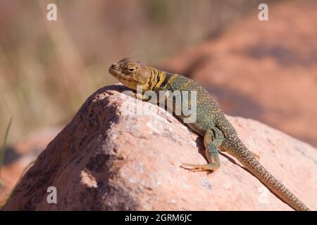 Eine weibliche Eastern Collared Lizard, Crotaphytus collaris, die sich auf einem Felsen in der Nähe von Moab, Utah, sonnt. Stockfoto