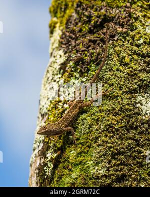 Eine braune Anole, Anolis sagrei, auch bekannt als die Bahaman Anole auf Kauai, Hawaii. Es stammt aus Kuba und den Bahamas, wurde aber weit verbreitet e eingeführt Stockfoto