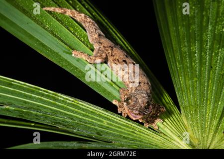 Ein Rübenschwanz-Gecko - Thecadactylus rapicauda, reinigt seinen Augapfel mit seiner Zunge. Panama. Stockfoto