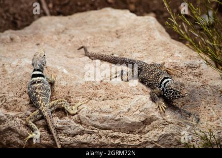 Ein Paarungspaar von Great Basin Collared Eidechsen, Crotaphytus bicinctores, auf einem Felsen in Arizona. Stockfoto