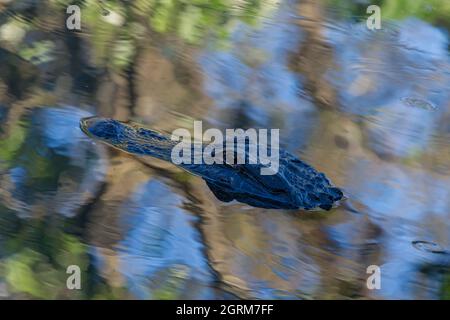 Ein erwachsener amerikanischer Alligator, Alligator mississippiensis, kann 3.4 bis 4.6 m (11 bis 15 ft) lang sein und bis zu 453 kg (1,000 lb) wiegen. Stockfoto