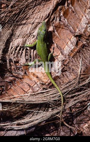 Eine grüne Anole, Anolis carolinensis, auf dem Stamm einer Palme auf der Insel Guam. Stockfoto