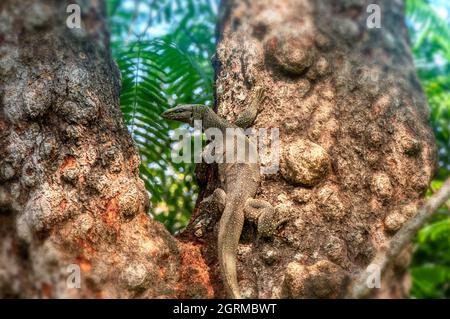 Asiatischer Wasser-Monitor (Varanus Salvator) Stockfoto