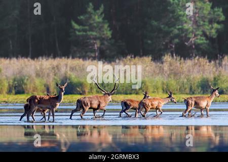 Rothirsch (Cervus elaphus) Hirsch hütet Harem von Weibchen / Hinden durch seichtes Wasser des Teiches am Waldrand im Herbst Stockfoto