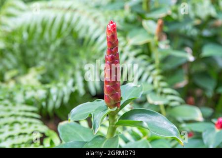 Indischer Kopffinger oder Rote Blume des Wilden Ingwers oder Cheilocostus speciosus, fokussieren Sie selektiv. Stockfoto