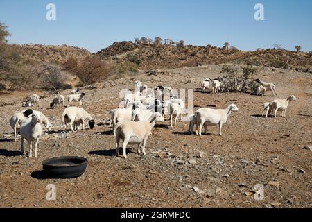 Mob weißer Dorper Schafe auf Wüstenfarm in Namibia, Südafrika. Stockfoto