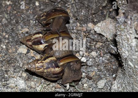 Nahaufnahme von zwei niedlichen Schnecken in der Natur Stockfoto