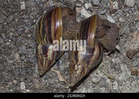 Nahaufnahme von zwei niedlichen Schnecken in der Natur Stockfoto