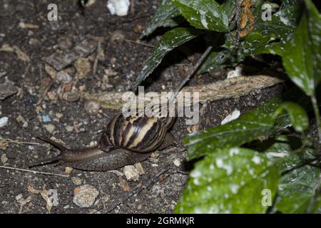 Nahaufnahme von zwei niedlichen Schnecken in der Natur Stockfoto