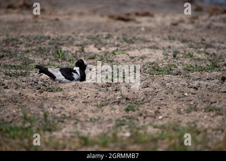 Schmied Kiebitz sitzt auf Eiern im Krüger National Park Stockfoto